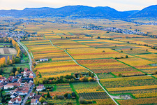 Vue aérienne de Vignobles aux couleurs flamboyantes de l'automne, baignés par la lumière du soir, entre Kaltenbach et Hainbach à Walsheim dans le département Rhénanie-Palatinat, Allemagne