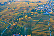 Vue oblique de Vue du village depuis l'ouest, niché entre des vignobles aux teintes automnales, dans la lumière du soir. à Roschbach dans le département Rhénanie-Palatinat, Allemagne