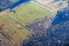Vue aérienne de Des troupeaux de moutons paissent dans les plaines d'Otterbach. à Kandel dans le département Rhénanie-Palatinat, Allemagne