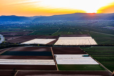Chauves-souris recouvertes de papier aluminium dans la région du Vorderpfalz à Meckenheim dans le département Rhénanie-Palatinat, Allemagne