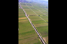 Almond Mile depuis le sud-ouest (Villa Street) à Edenkoben dans le département Rhénanie-Palatinat, Allemagne