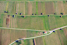 Cabanes de vigne sur le Neuberg des vignobles Dietlinger Klepberg et Ellmendinger Keulebuckel à le quartier Dietlingen in Keltern dans le département Bade-Wurtemberg, Allemagne