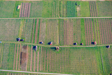Cabanes de vigne sur le Neuberg des vignobles Dietlinger Klepberg et Ellmendinger Keulebuckel à le quartier Dietlingen in Keltern dans le département Bade-Wurtemberg, Allemagne