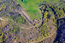 Les zones forestières de Thuringe sont gravement endommagées par les scolytes. à le quartier Schnett in Masserberg dans le département Thuringe, Allemagne