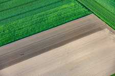 Le plantoir solitaire de laitue à Rheinzabern dans le département Rhénanie-Palatinat, Allemagne