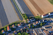 Champs d'asperges au-delà de la rue Zeppelin à Kandel dans le département Rhénanie-Palatinat, Allemagne