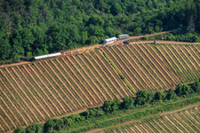 Fête du vin au printemps, à la Pentecôte, dans les vignes. Grande présentation de vins au cœur du vignoble « Kastanienbusch » (Plus beau festival des vins du Palatinat 2012). à Birkweiler dans le département Rhénanie-Palatinat, Allemagne