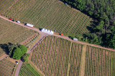 Fête du vin au printemps, à la Pentecôte, dans les vignes. Grande présentation de vins au cœur du vignoble « Kastanienbusch » (Plus beau festival des vins du Palatinat 2012). à Birkweiler dans le département Rhénanie-Palatinat, Allemagne