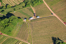 Fête du vin au printemps, à la Pentecôte, dans les vignes. Grande présentation de vins au cœur du vignoble « Kastanienbusch » (Plus beau festival des vins du Palatinat 2012). à Birkweiler dans le département Rhénanie-Palatinat, Allemagne
