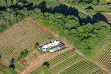 Fête du vin au printemps, à la Pentecôte, dans les vignes. Grande présentation de vins au cœur du vignoble « Kastanienbusch » (Plus beau festival des vins du Palatinat 2012). à Birkweiler dans le département Rhénanie-Palatinat, Allemagne