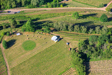 Fête du vin au printemps, à la Pentecôte, dans les vignes. Grande présentation de vins au cœur du vignoble « Kastanienbusch » (Plus beau festival des vins du Palatinat 2012). à Birkweiler dans le département Rhénanie-Palatinat, Allemagne