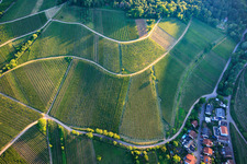 Vignobles de Mandelhein et Kastanienbusch à Birkweiler dans le département Rhénanie-Palatinat, Allemagne