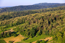 Châtaigniers en fleurs dans la forêt du Palatinat à Dörrenbach dans le département Rhénanie-Palatinat, Allemagne