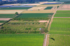 Plantation avec zone de travail pour la construction d'éoliennes à le quartier Mühlhofen in Billigheim-Ingenheim dans le département Rhénanie-Palatinat, Allemagne