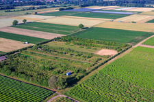 Plantation avec zone de travail pour la construction d'éoliennes à le quartier Mühlhofen in Billigheim-Ingenheim dans le département Rhénanie-Palatinat, Allemagne