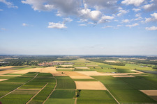 À Tiefenthal à Billigheim-Ingenheim dans le département Rhénanie-Palatinat, Allemagne