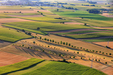 Rangées d'arbres en bordure des chemins de campagne entre les chaumes à Schleithal dans le département Bas Rhin, France