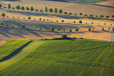 Rangées d'arbres en bordure des chemins de campagne entre les chaumes à Schleithal dans le département Bas Rhin, France