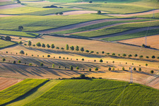 Rangées d'arbres en bordure des chemins de campagne entre les chaumes à Schleithal dans le département Bas Rhin, France