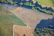 Weidenede : Troupeau de moutons dans des prairies sèches à Lembach dans le département Bas Rhin, France