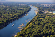 Rhin en période d'étiage à Munchhausen dans le département Bas Rhin, France