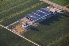 Domaine viticole Ellermann-Spiegel à Kleinfischlingen dans le département Rhénanie-Palatinat, Allemagne