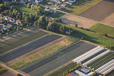 Jardins de fraises Steegmüller à Offenbach an der Queich dans le département Rhénanie-Palatinat, Allemagne