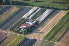Jardins de fraises Steegmüller à Offenbach an der Queich dans le département Rhénanie-Palatinat, Allemagne