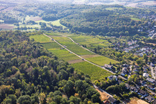 Vignoble de Steingerück avec le chalet Krezmar à Groß-Umstadt dans le département Hesse, Allemagne