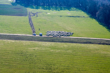 Vue aérienne de Troupeau de moutons dans l'Otterbachtal à Kandel dans le département Rhénanie-Palatinat, Allemagne