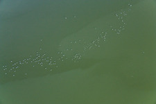 Vue aérienne de Oiseaux aquatiques à Ammersee à Ammersee dans le département Bavière, Allemagne