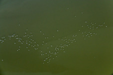 Vue aérienne de Oiseaux aquatiques à Ammersee à Ammersee dans le département Bavière, Allemagne