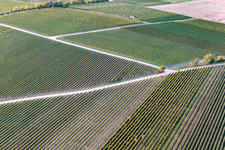 Vue aérienne de Vignobles à le quartier Ingenheim in Billigheim-Ingenheim dans le département Rhénanie-Palatinat, Allemagne