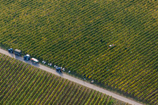 Vue aérienne de Vignobles et champs à Niederkirchen près de Deidesheim à Ruppertsberg dans le département Rhénanie-Palatinat, Allemagne