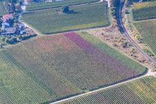 Quartier Mußbach in Neustadt an der Weinstraße dans le département Rhénanie-Palatinat, Allemagne du point de vue du drone