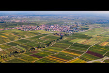 Vue aérienne de Vue de la ville depuis le nord-ouest en bordure des vignes à Maikammer dans le département Rhénanie-Palatinat, Allemagne