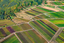 Vue aérienne de Vignoble sous le Kropsburg à le quartier SaintMartin in Sankt Martin dans le département Rhénanie-Palatinat, Allemagne