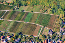 Vue aérienne de Vignes au bord du Haardt à le quartier Weyher in Weyher in der Pfalz dans le département Rhénanie-Palatinat, Allemagne