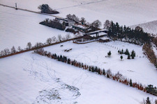 Vue oblique de Trakehner-Friedrich à Minfeld dans le département Rhénanie-Palatinat, Allemagne