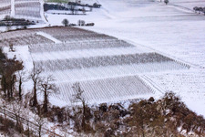 Vue aérienne de Ailier d'hiver à Freckenfeld dans le département Rhénanie-Palatinat, Allemagne