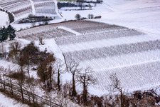 Photographie aérienne de Ailier d'hiver à Freckenfeld dans le département Rhénanie-Palatinat, Allemagne