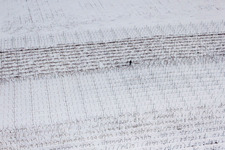 Vue aérienne de Vigneron taillant des vignes dans un paysage viticole hivernal enneigé des régions viticoles à le quartier Kleinsteinfeld in Niederotterbach dans le département Rhénanie-Palatinat, Allemagne