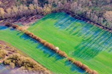 Vue aérienne de Champ à Tieflachgraben à Elchesheim-Illingen dans le département Bade-Wurtemberg, Allemagne