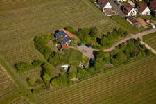 Enregistrement par drone de Vignoble Bioland sous le toit en herbe du domaine Marzolph à le quartier Wollmesheim in Landau in der Pfalz dans le département Rhénanie-Palatinat, Allemagne