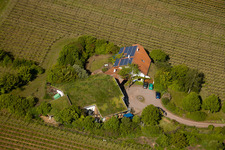 Vue aérienne de Vignoble Bioland sous le toit en herbe du domaine Marzolph à le quartier Wollmesheim in Landau in der Pfalz dans le département Rhénanie-Palatinat, Allemagne