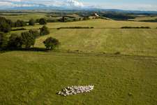 Vue aérienne de Structures d'herbe d'un pâturage avec un troupeau de moutons à Rapolano Terme à Asciano dans le département Siena, Italie