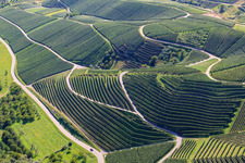 Vue aérienne de Pentes abruptes du vignoble de Büchelbach à Kappelrodeck dans le département Bade-Wurtemberg, Allemagne