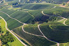Vue aérienne de Pentes abruptes du vignoble de Büchelbach à Kappelrodeck dans le département Bade-Wurtemberg, Allemagne