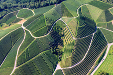 Photographie aérienne de Pentes abruptes du vignoble de Büchelbach à Kappelrodeck dans le département Bade-Wurtemberg, Allemagne