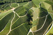 Vue aérienne de Paysage viticole des régions viticoles à Kappelrodeck dans le département Bade-Wurtemberg, Allemagne